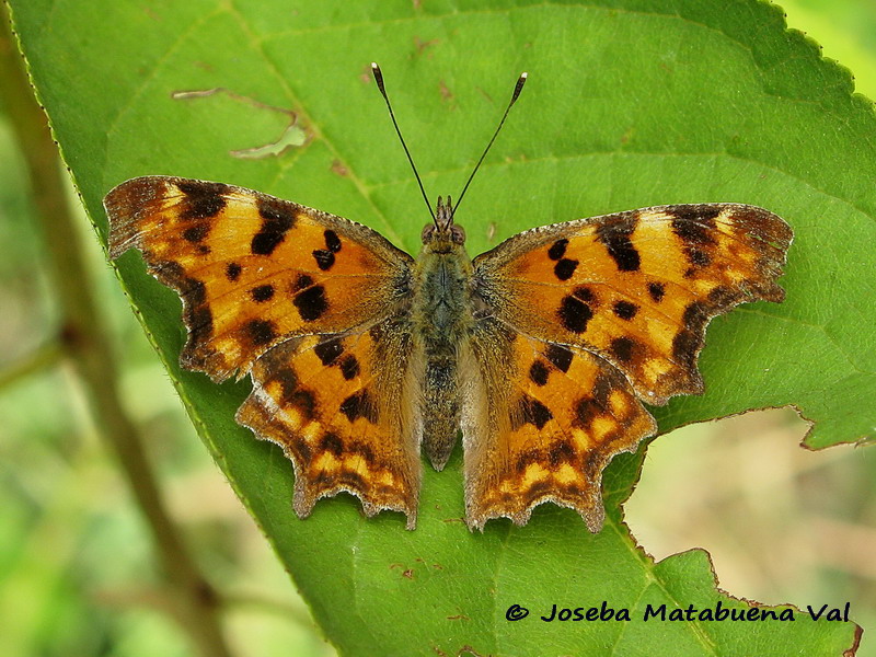 Polygonia c-album - Nymphalidae